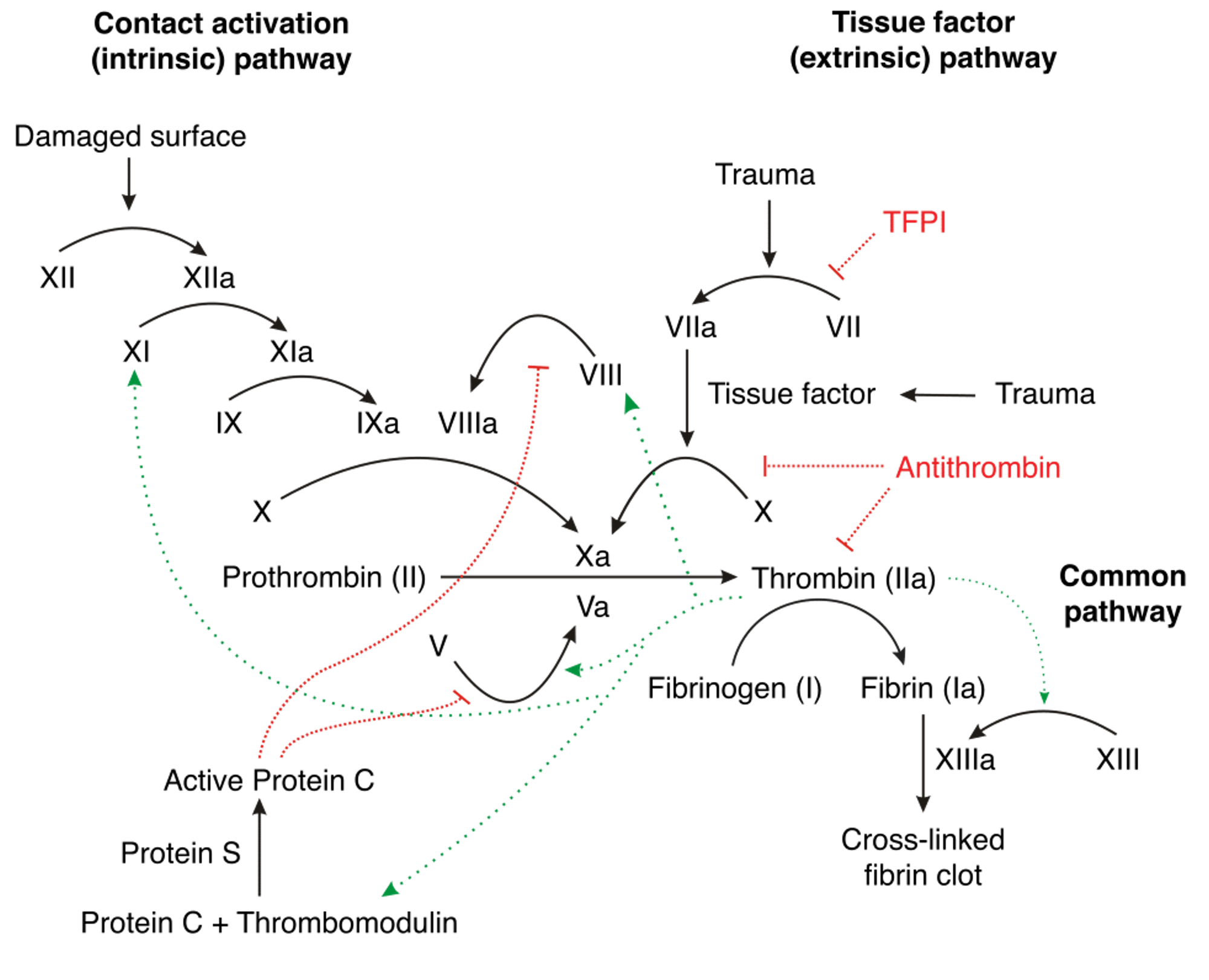 The Next-Generation of Blood Thinners: The Newer Oral Anticoagulants on the horizon