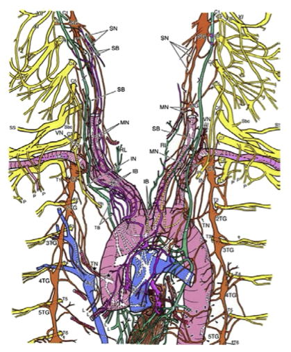 Ear stimulation: A new approach to AFib treatment