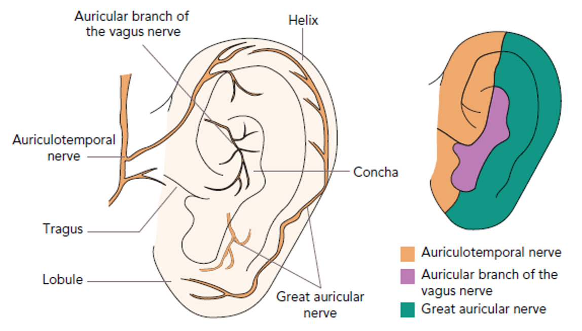 Ear stimulation: A new approach to AFib treatment